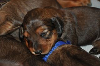 jamniki d�ugow�ose